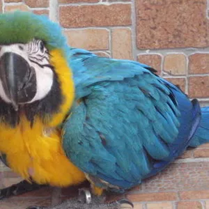 3дома,  поднятые и зарегистрирован синих и золотых попугаи ара для прод