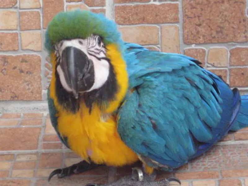 3дома,  поднятые и зарегистрирован синих и золотых попугаи ара для прод