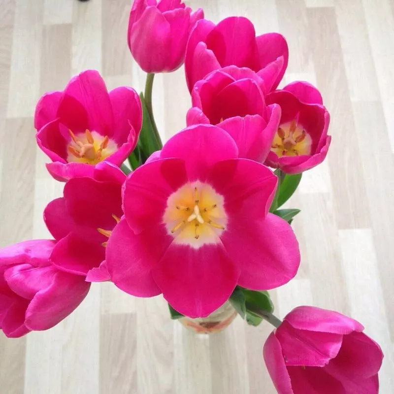 Тюльпаны оптом от 25 р. с доставкой в Улан-Удэ!