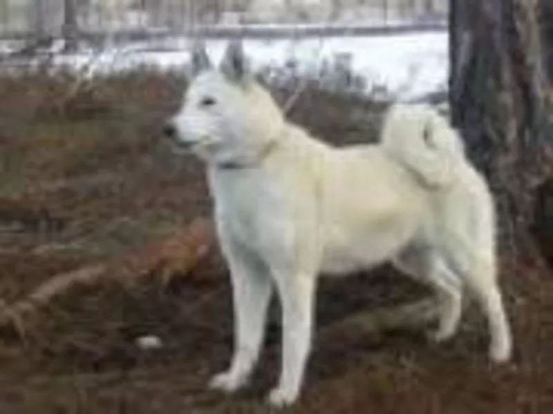 Продается щенок западно-сибирской лайки